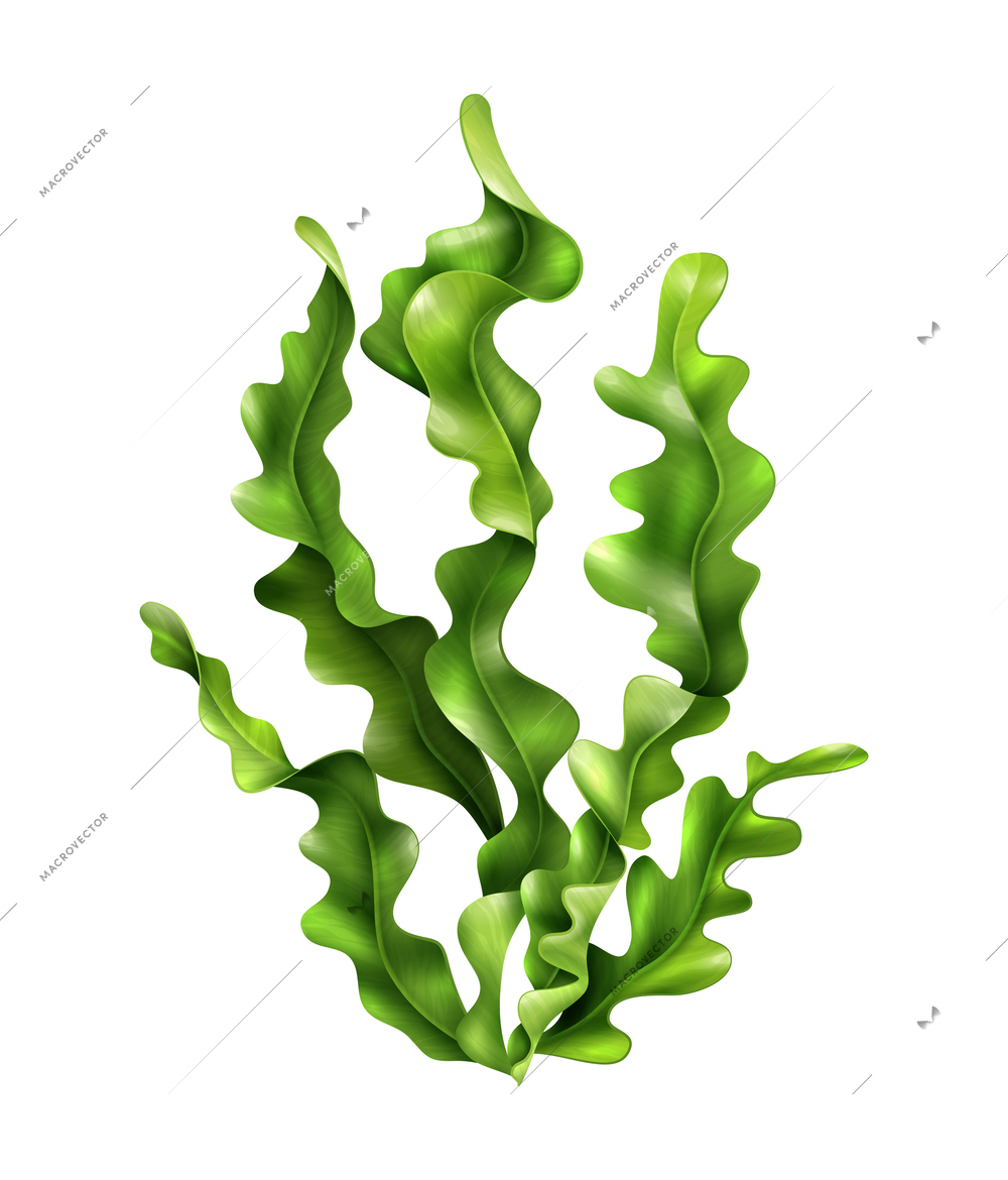 Realistic green laminaria seaweed vector illustration