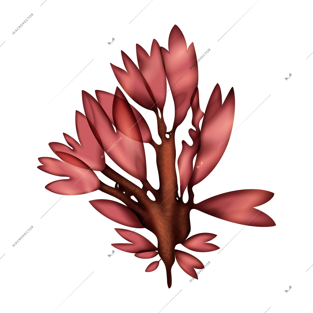 Seaweed on white background realistic vector illustration