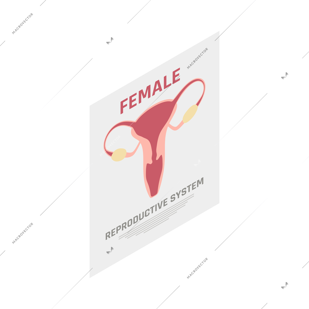 Gynecology gynecologist office interior poster with female reproductive system isometric icon vector illustration