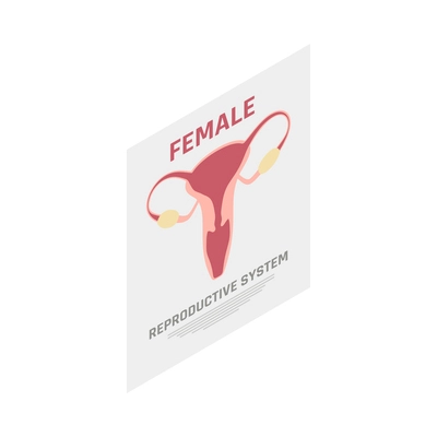 Gynecology gynecologist office interior poster with female reproductive system isometric icon vector illustration