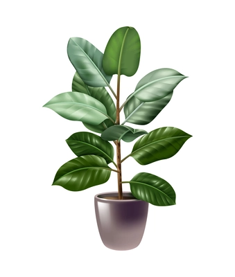 Realistic green houseplant growing in pot vector illustration