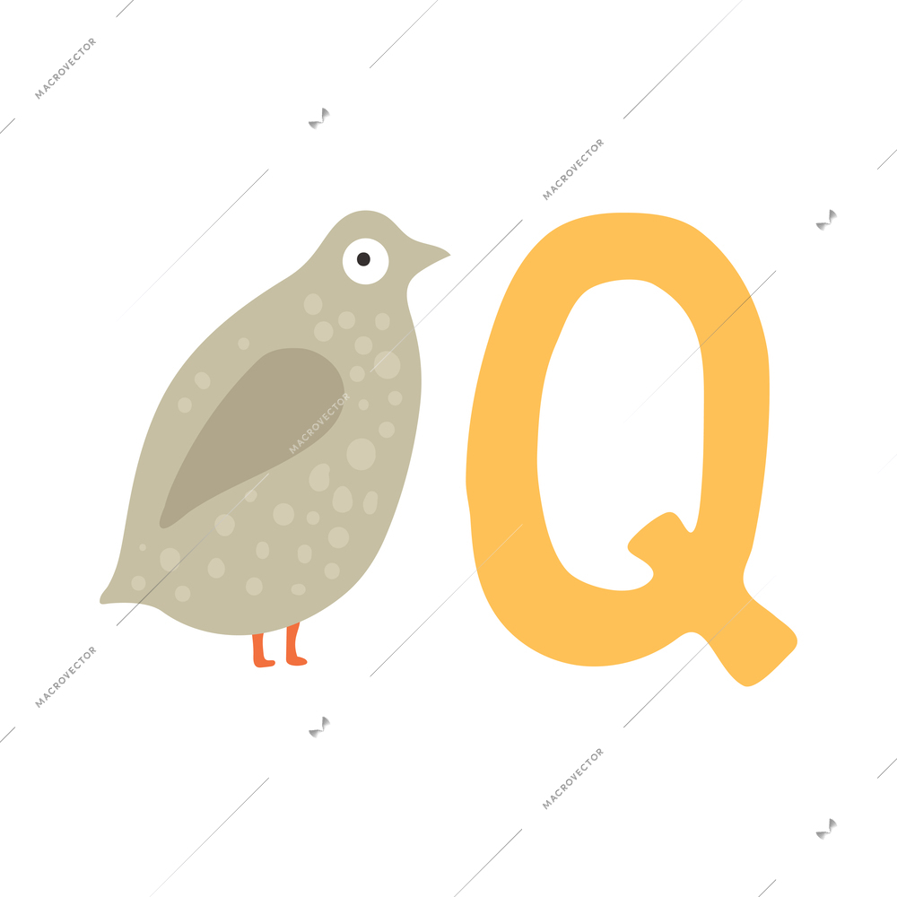 Children alphabet cute animal letter q for quail flat vector illustration
