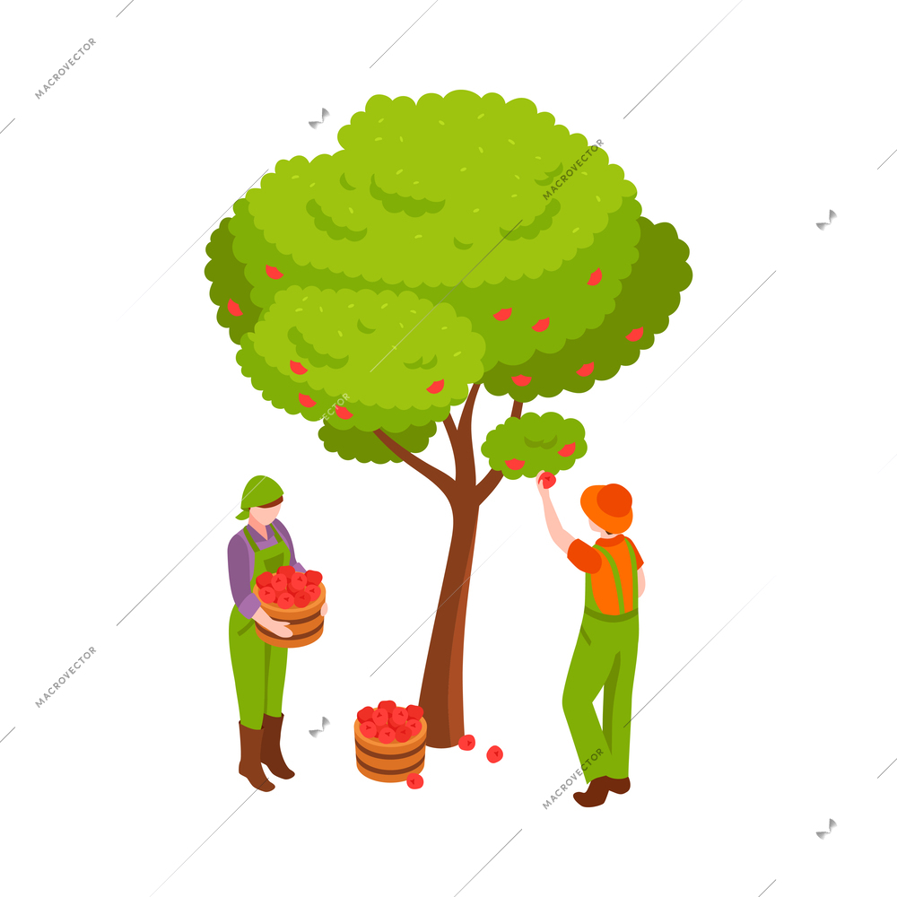 Gardening isometric icon with farmers collecting apples vector illustration