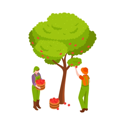 Gardening isometric icon with farmers collecting apples vector illustration