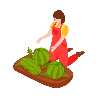 Female farmer looking after growing watermelons isometric icon vector illustration