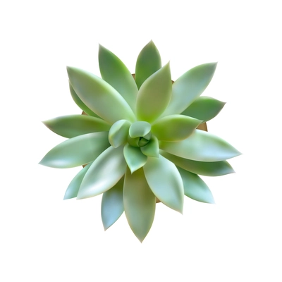 Green succulent plant top view realistic vector illustration