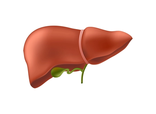 Realistic human liver on white background vector illustration