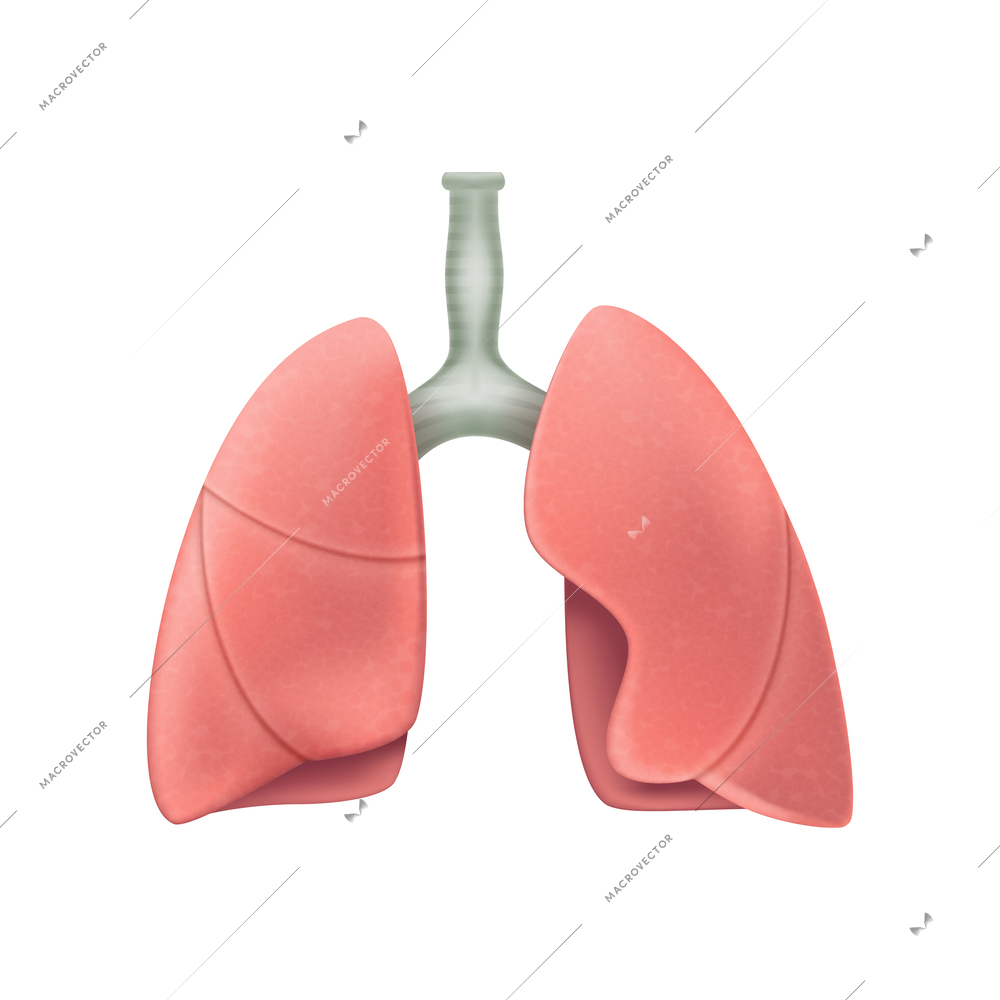 Realistic human lungs on white background vector illustration