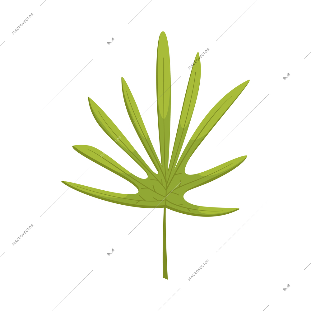 Green leaf of tropical plant on white background cartoon vector illustration