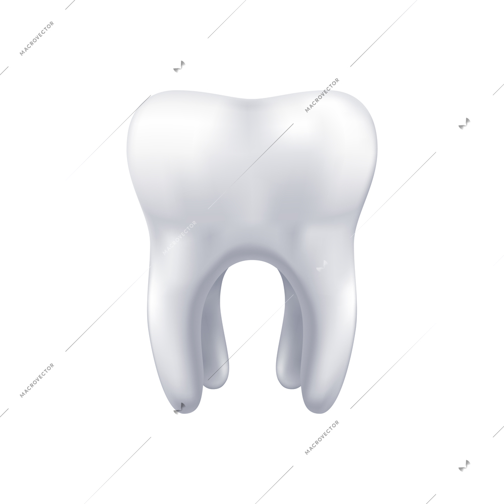 Realistic white human tooth vector illustration