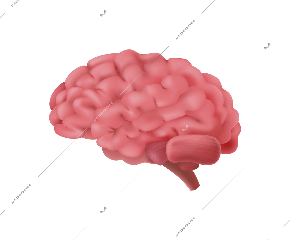 Realistic human brain on white background vector illustration