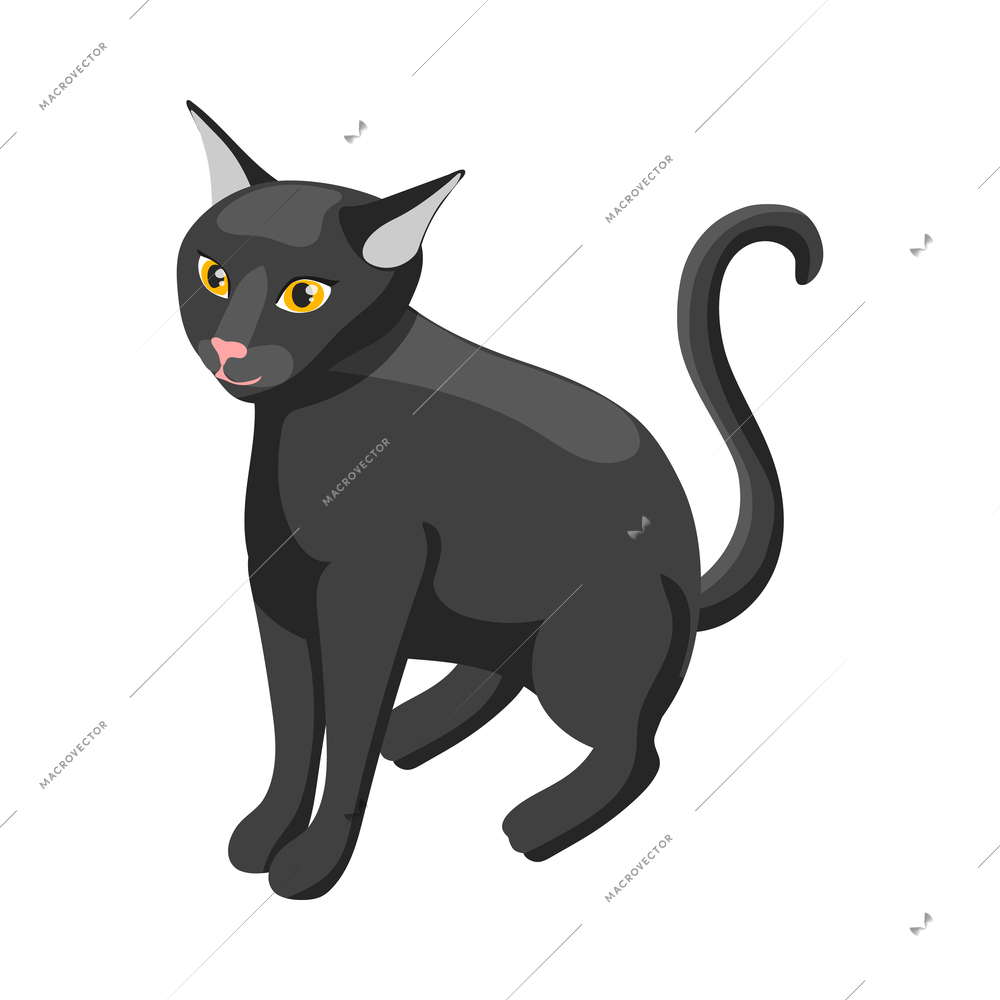 Purebred bombay cat isometric vector illustration