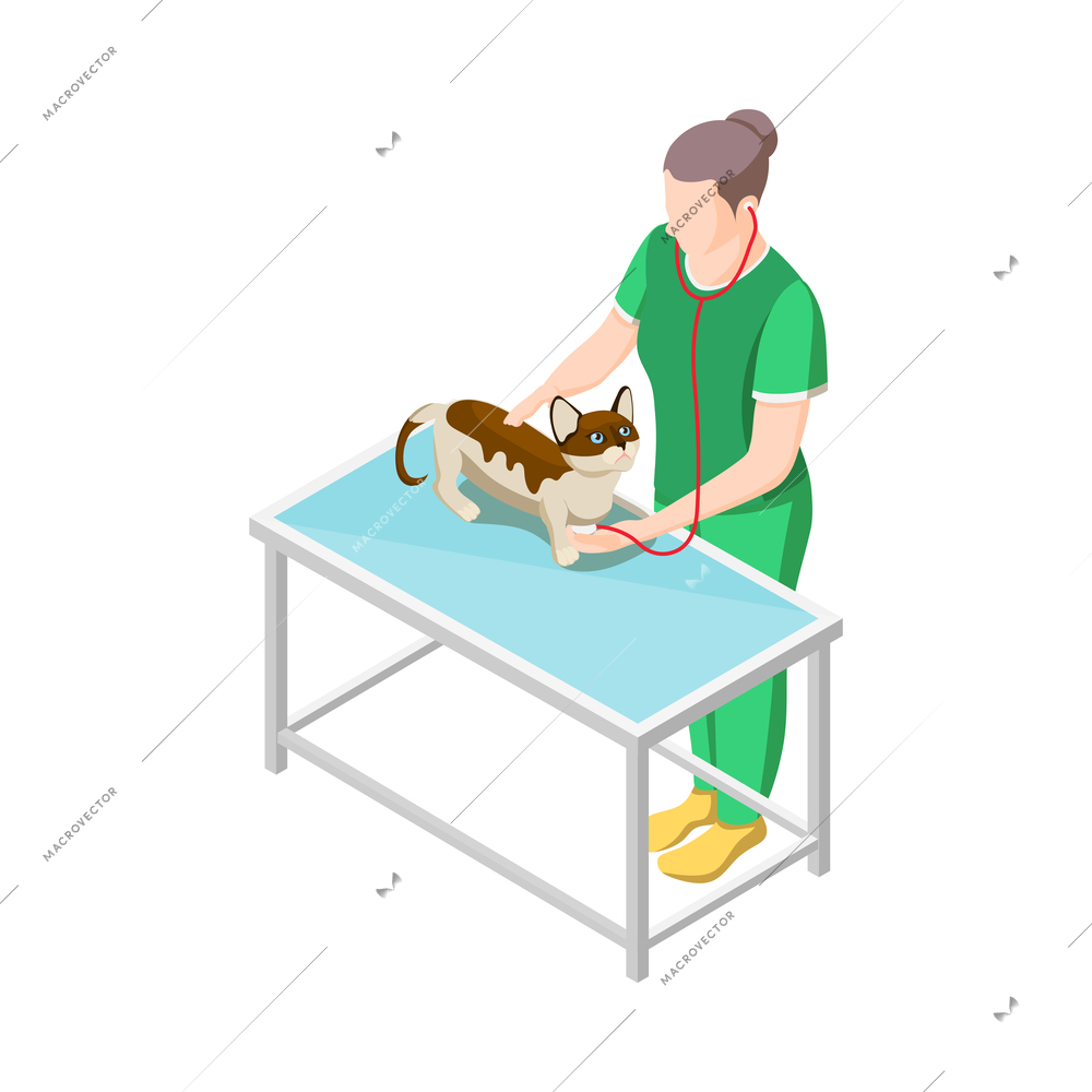 Female vet examining cat with stethoscope isometric icon 3d vector illustration