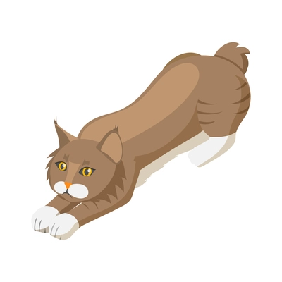 Isometric purebred bobtail cat vector illustration