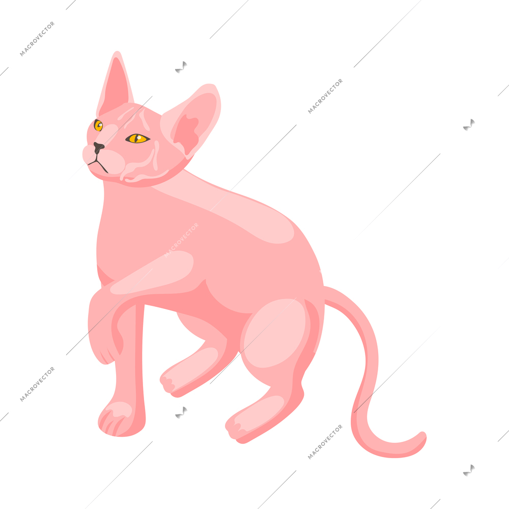 Isometric purebred sphynx cat on white background vector illustration