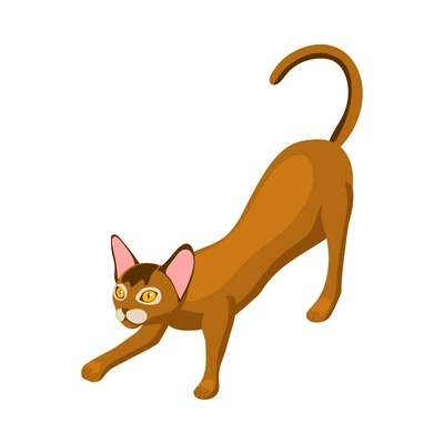 Purebred abyssinian cat isometric vector illustration