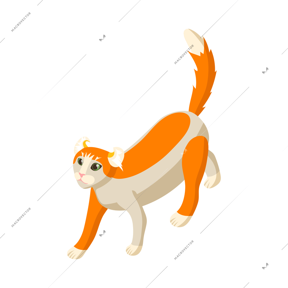 Isometric purebread american curl cat vector illustration