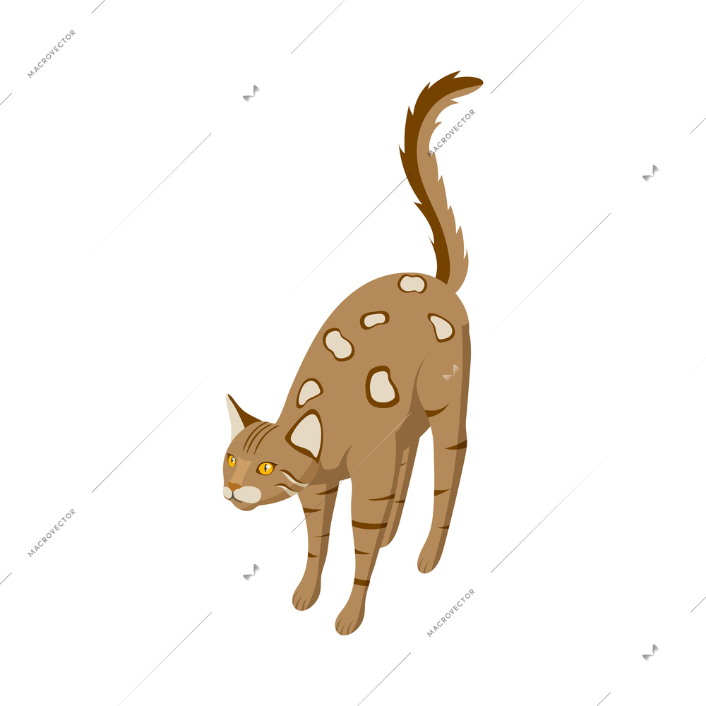 Purebred bengal cat isometric vector illustration