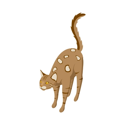 Purebred bengal cat isometric vector illustration