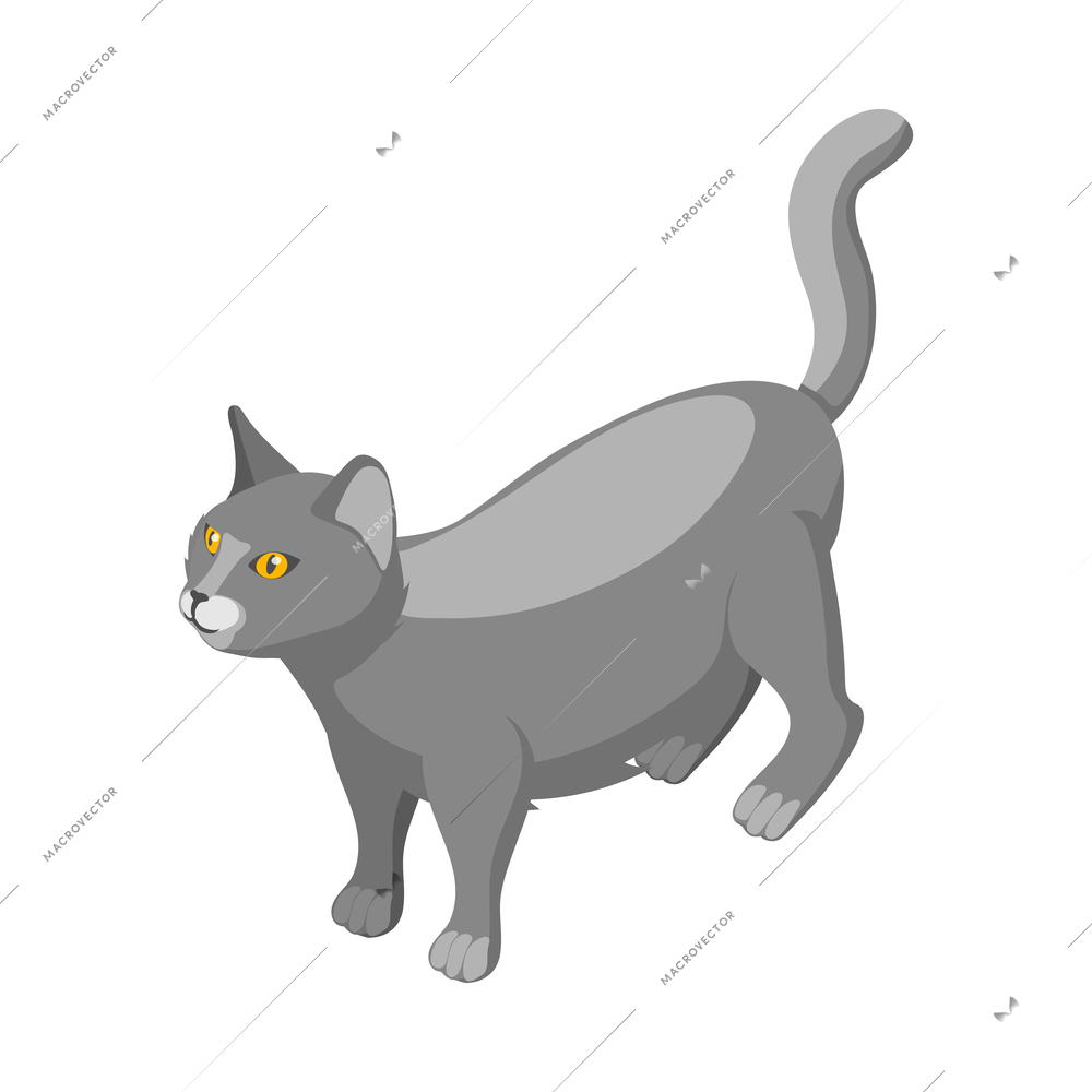 Purebred british cat isometric vector illustration