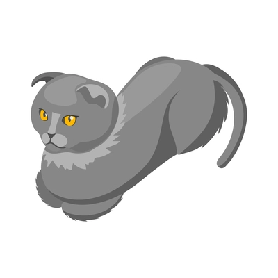 Scottish fold purebred cat isometric vector illustration