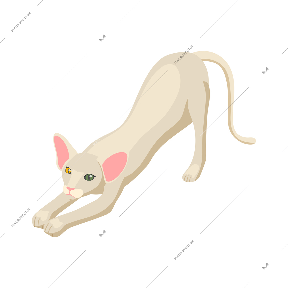 Isometric white purebread cat vector illustration