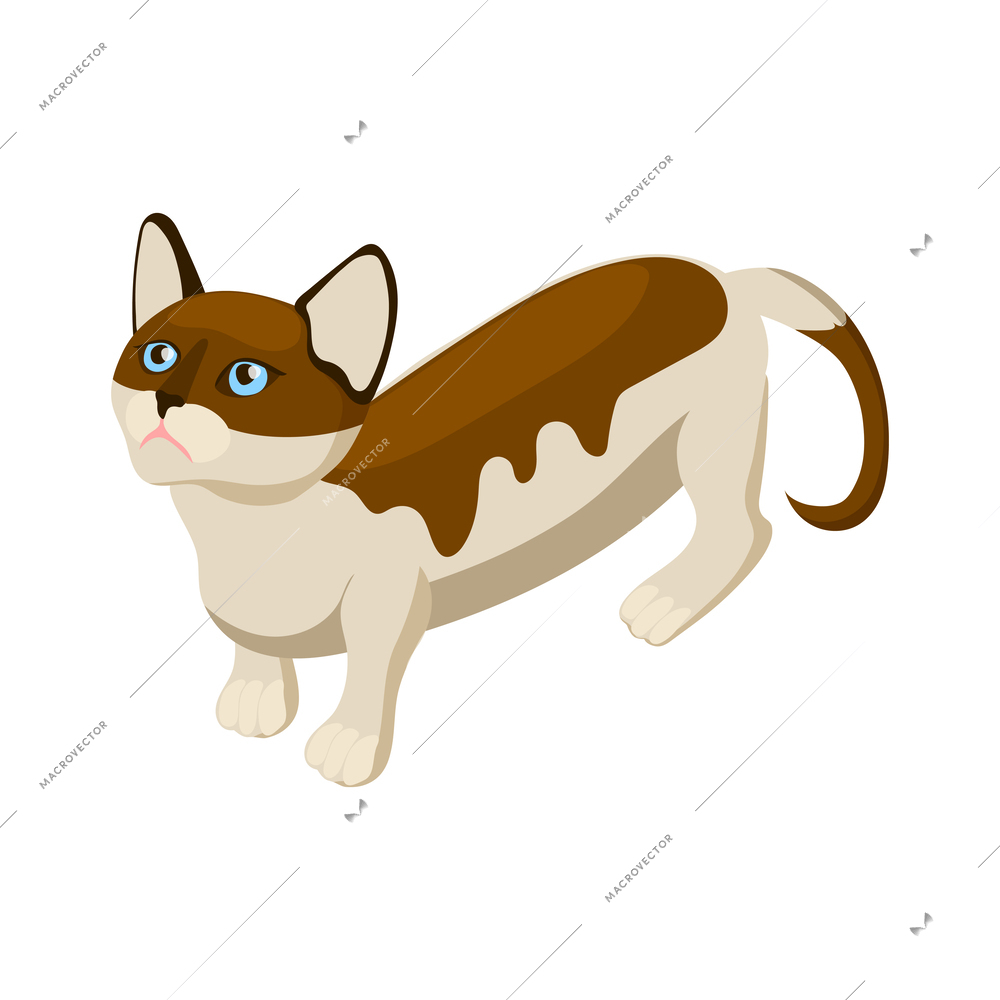 Cute purebread cat on white background isometric vector illustration