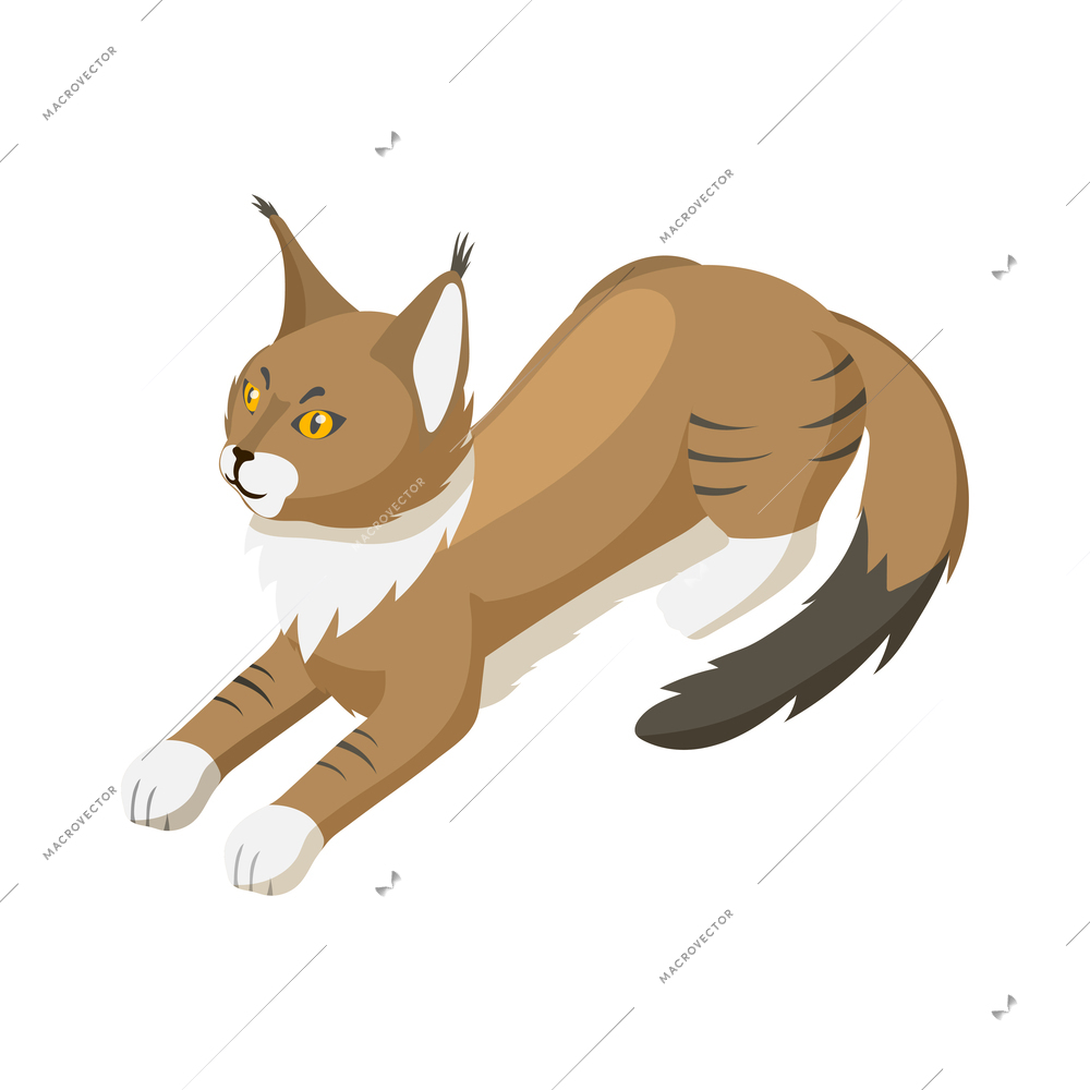 Isometric purebred maine coon cat vector illustration