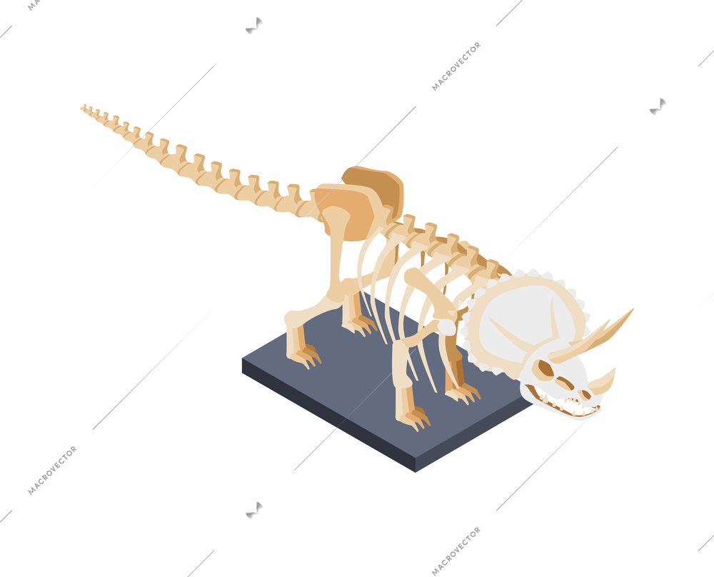 Dinosaur skeleton museum exhibit isometric icon vector illustration