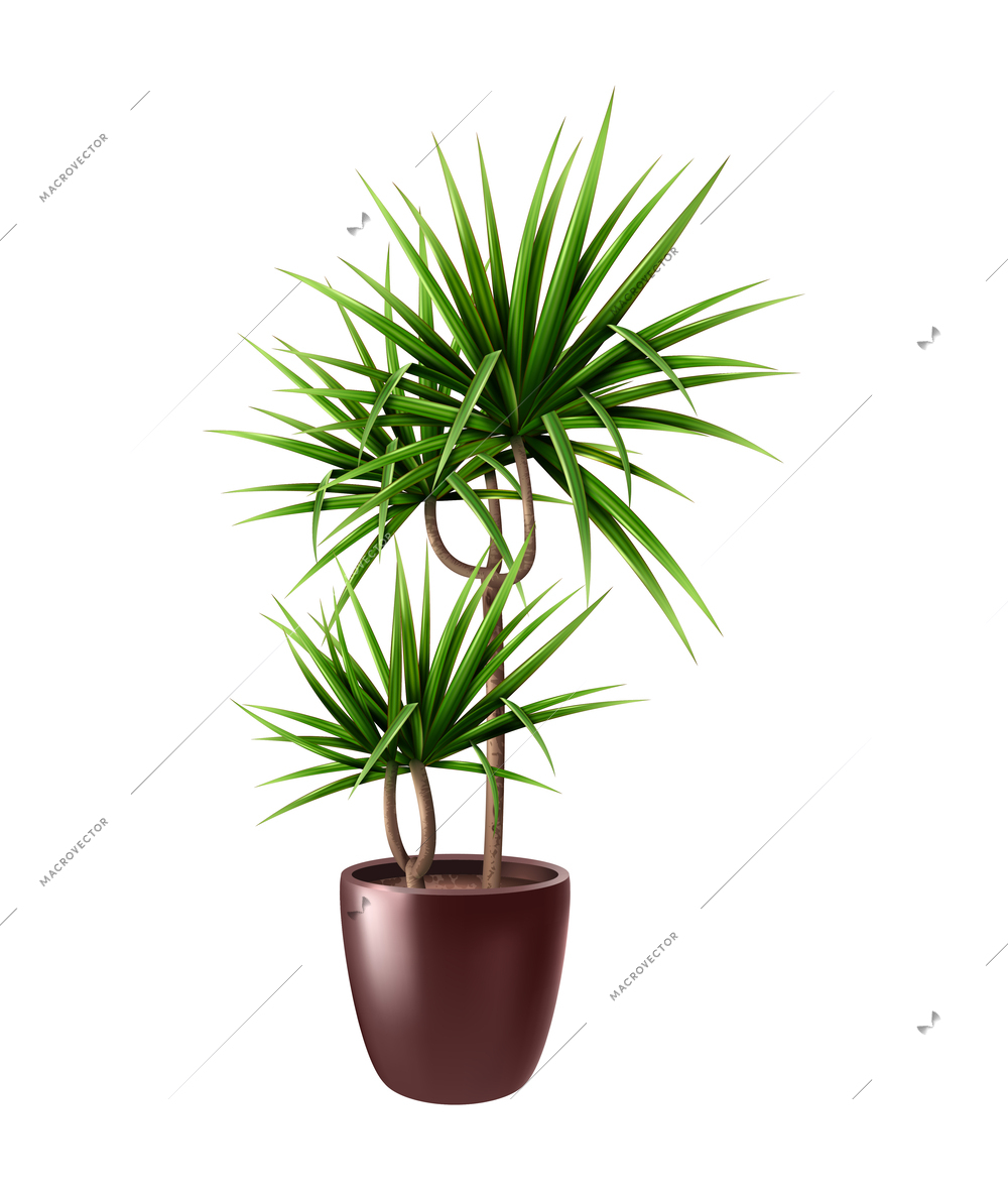 Realistic potted tropical houseplant vector illustration