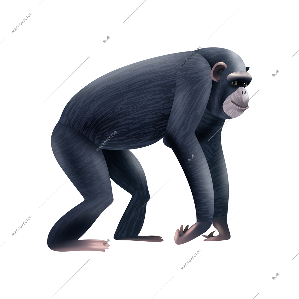 Cute black primate on white background realistic vector illustration