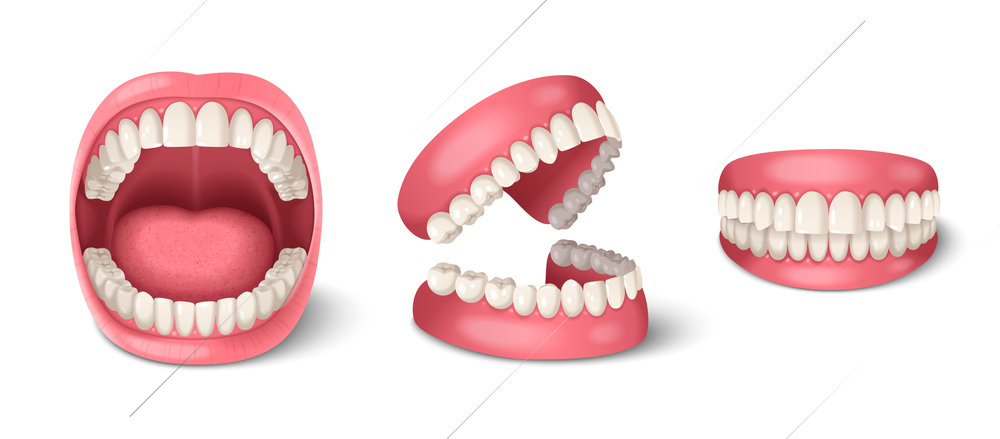 Human teeth dental anatomy set with realistic jaws isolated vector illustration