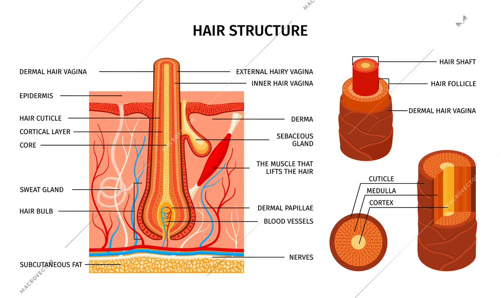 Realistic hair structure composition with scientific views of muscles bulbs cuticle layers with editable text captions vector illustration