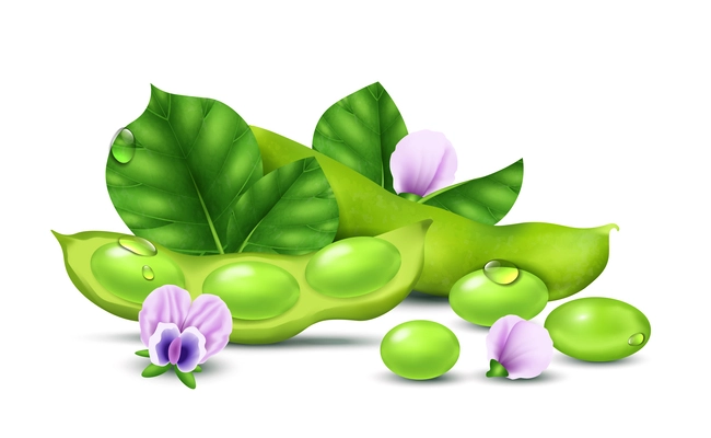 Realistic soybean concept with green soy beans and flowers vector illustration