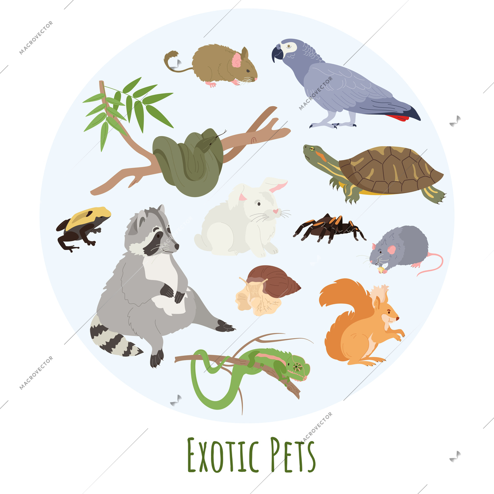 Exotic pets and fauna concept with racoon and spider flat vector illustration