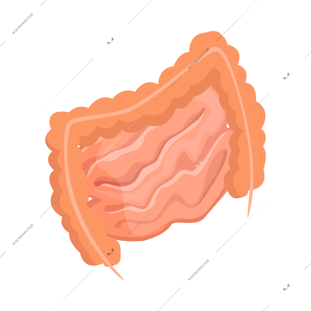 Human intestines isometric icon 3d vector illustration