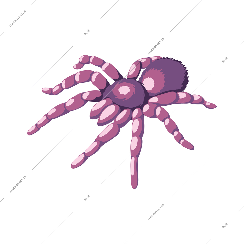 Isometric exotic purple spider isolated on white background vector illustration