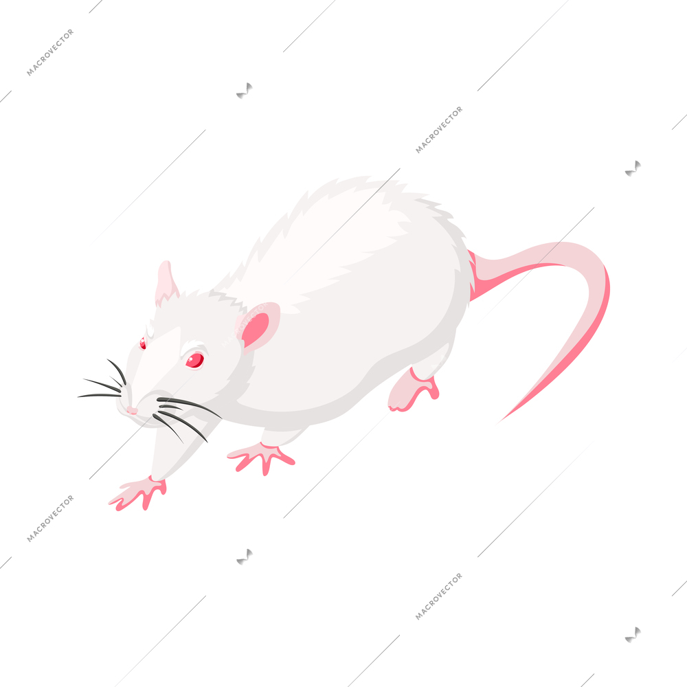 White rat isolated isometric vector illustration