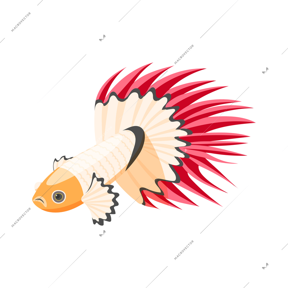 Isometric exotic fighting fish on white background 3d vector illustration