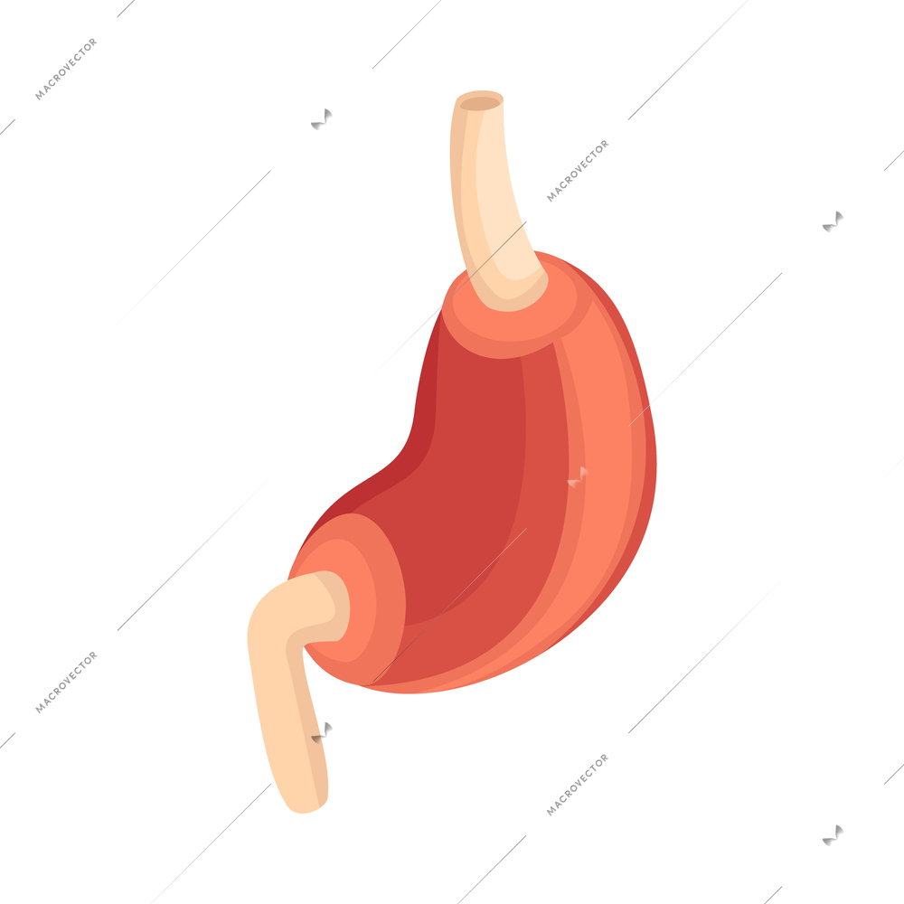 Isometric human stomach icon on white background vector illustration