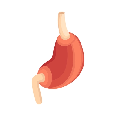 Isometric human stomach icon on white background vector illustration