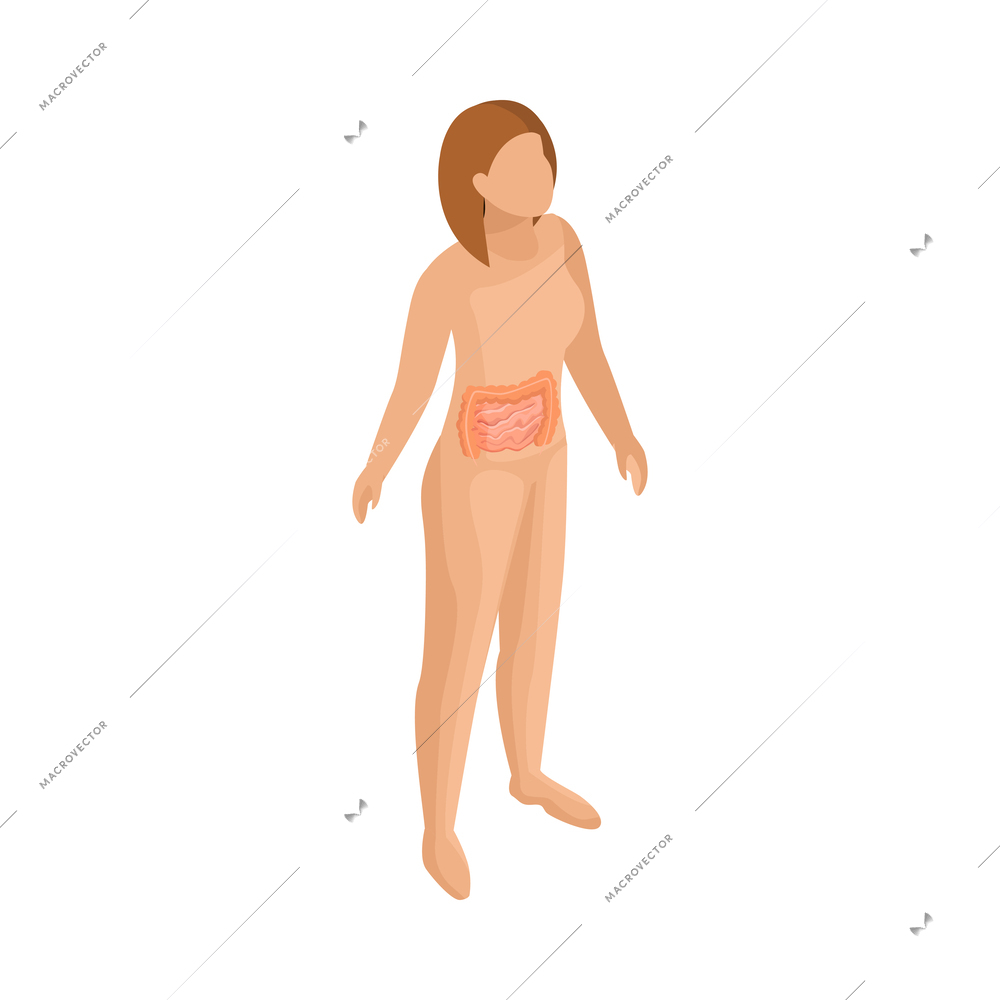 Woman anatomical silhouette with highlighted intestines isometric icon vector illustration