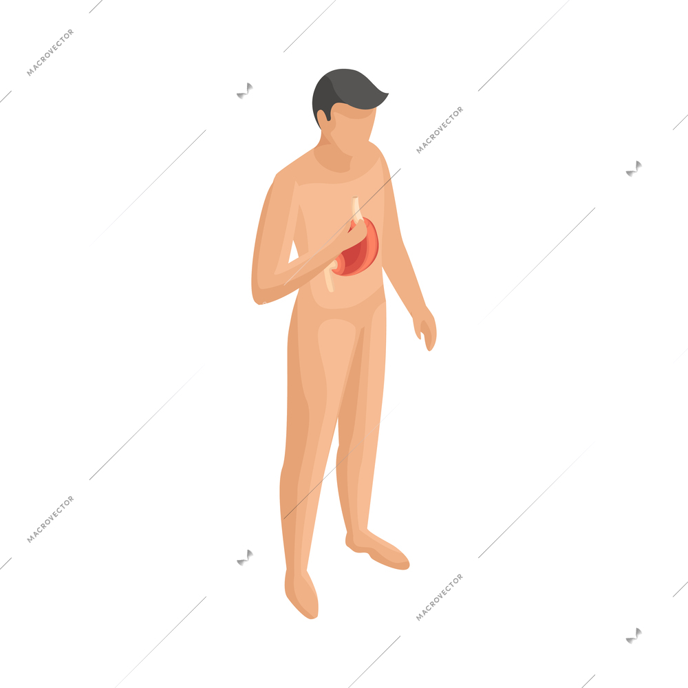 Man anatomical silhouette with highlighted stomach isometric icon 3d vector illustration