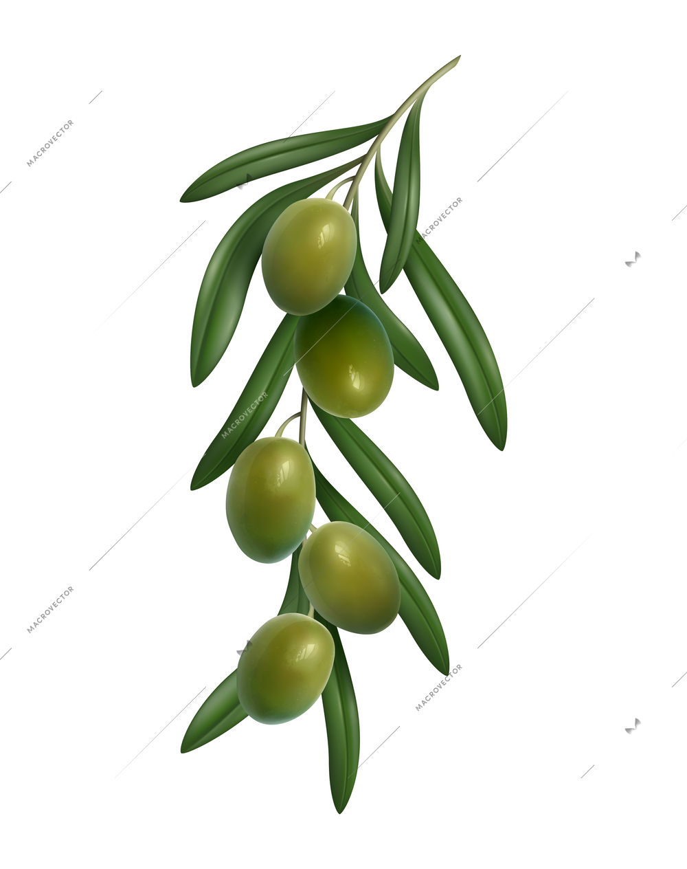 Realistic green olives twig with leaves vector illustration