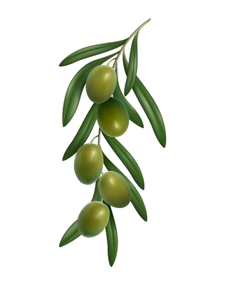 Realistic green olives twig with leaves vector illustration