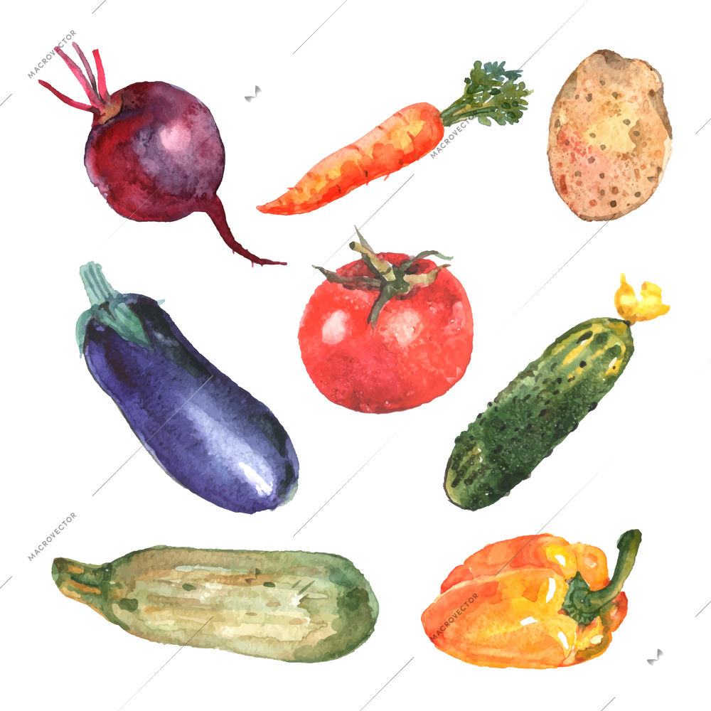 Watercolor vegetables set with carrot zucchini beet cucumber potato isolated vector illustration