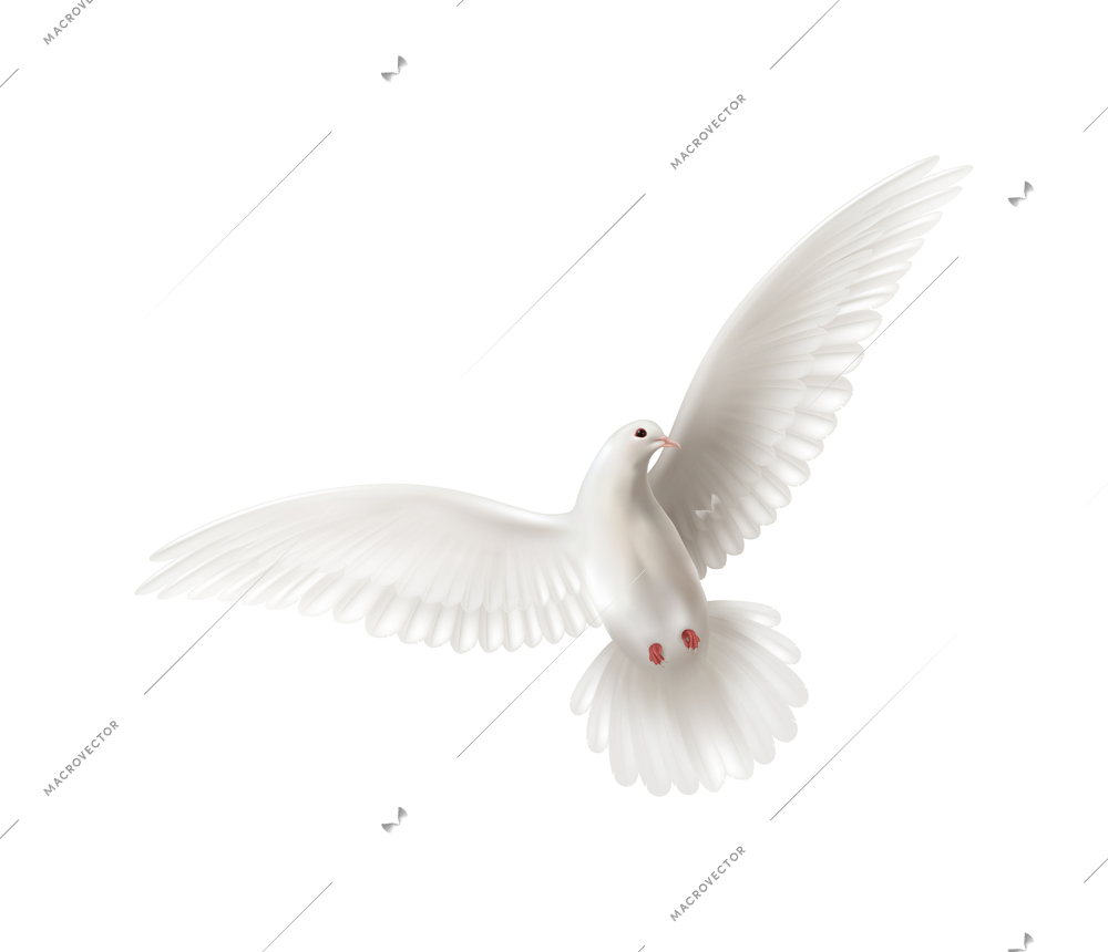 Dove white pigeon realistic composition with isolated image of flying bird on blank background vector illustration