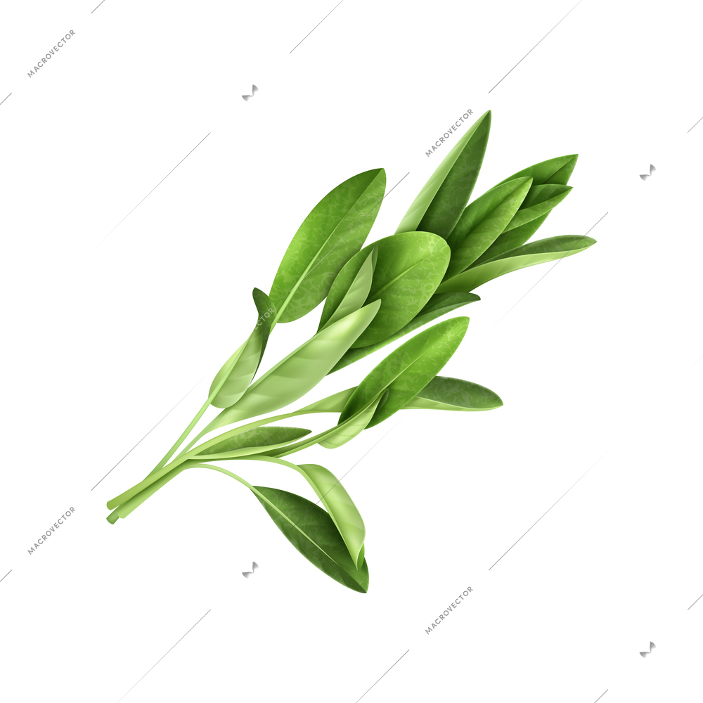 Realistic herbs spices composition with isolated green leaves image on blank background vector illustration