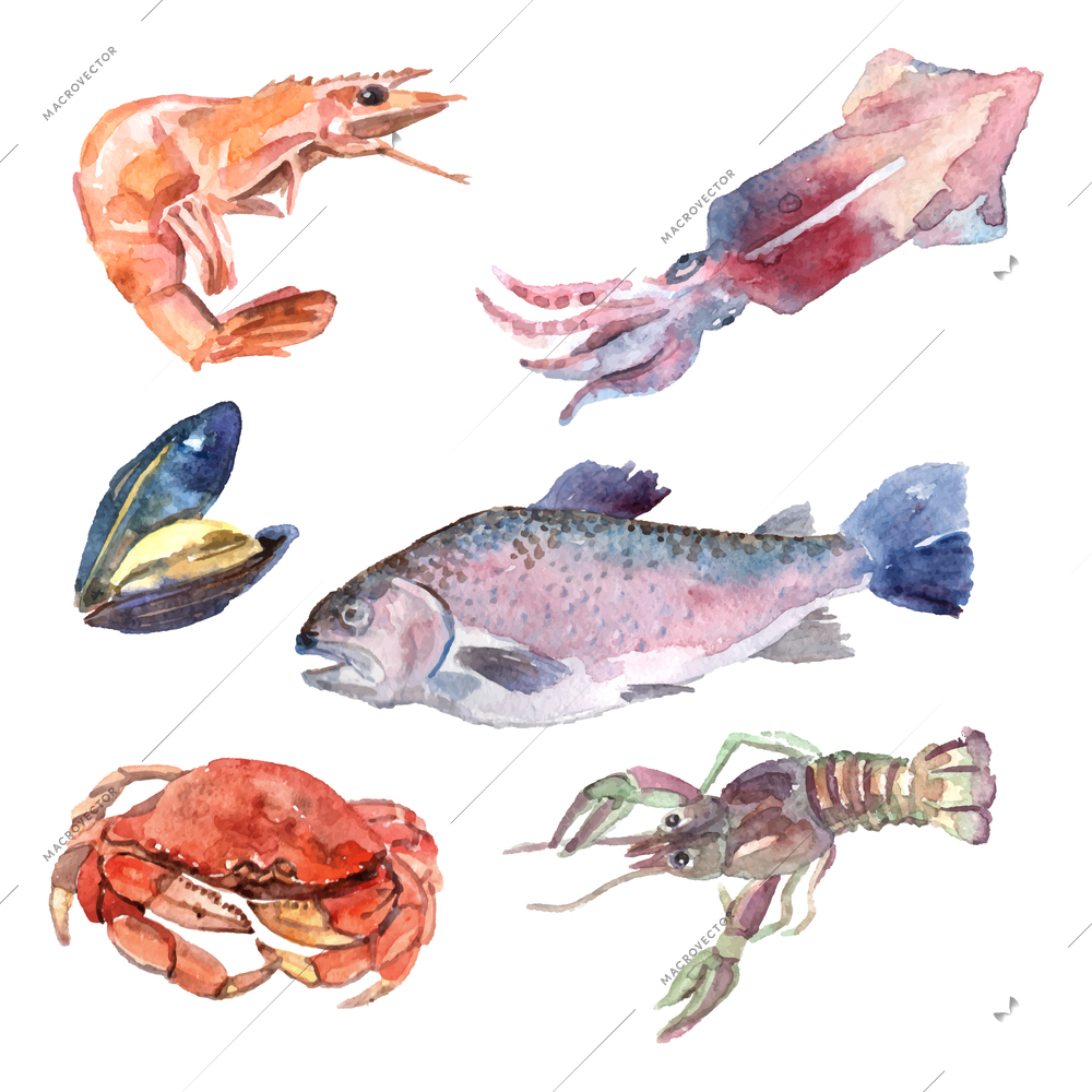 Watercolor sea food set with shrimp mussel fish crab isolated vector illustration