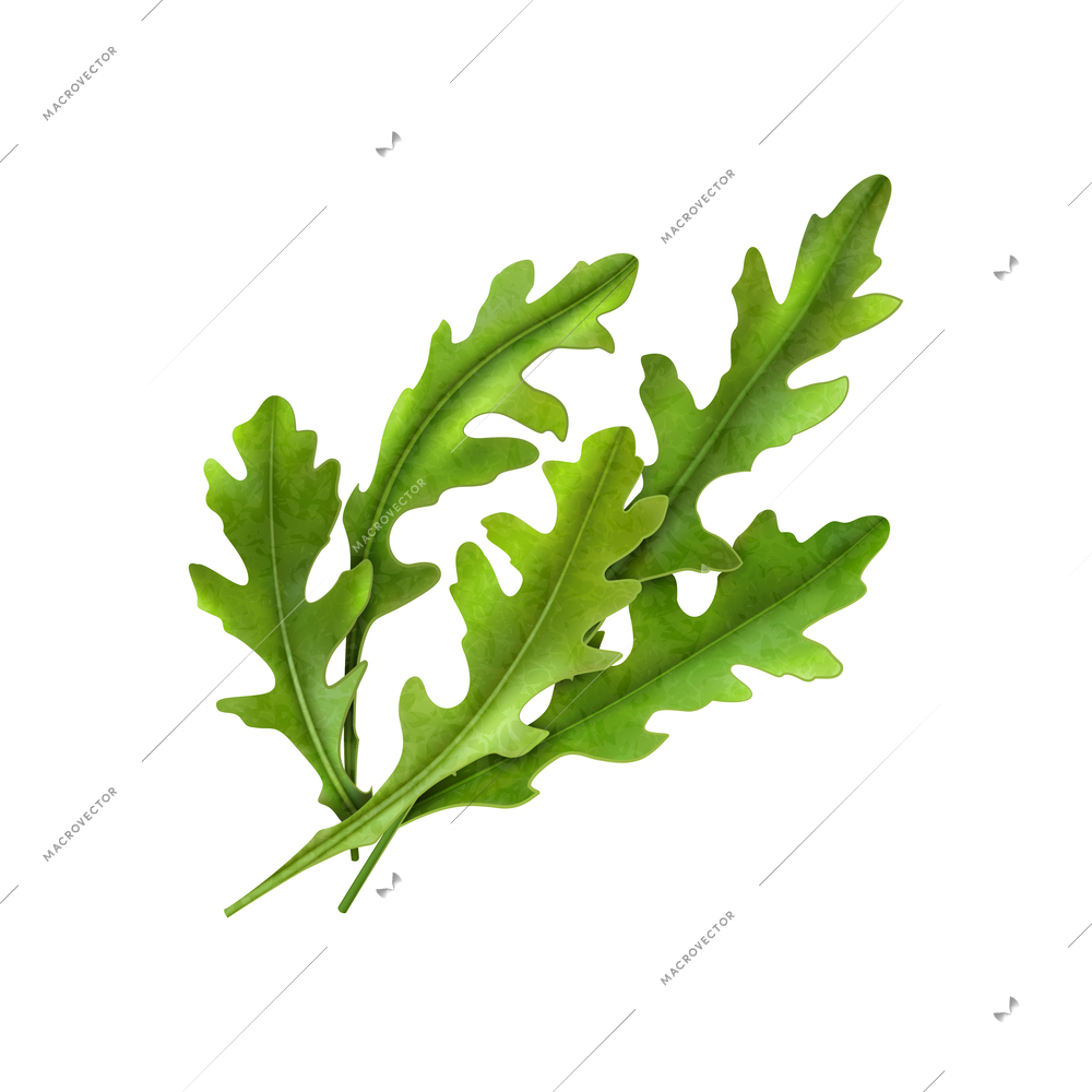 Realistic herbs spices composition with isolated green leaves image on blank background vector illustration